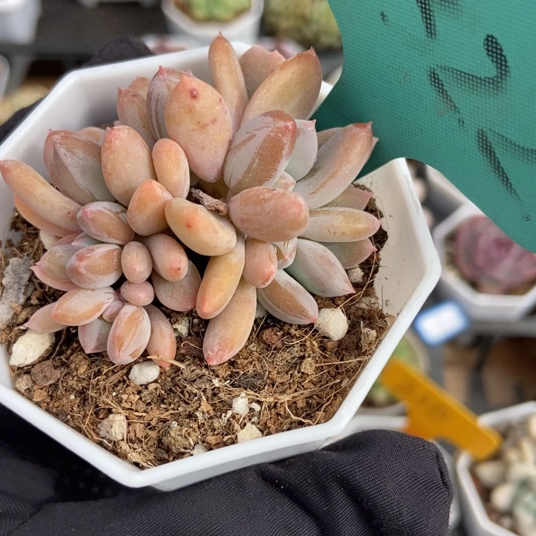 7322灰姑娘多肉植物保护