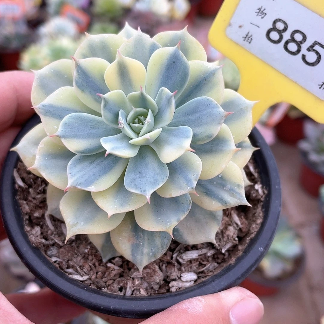 b***a885号多肉植物盆栽