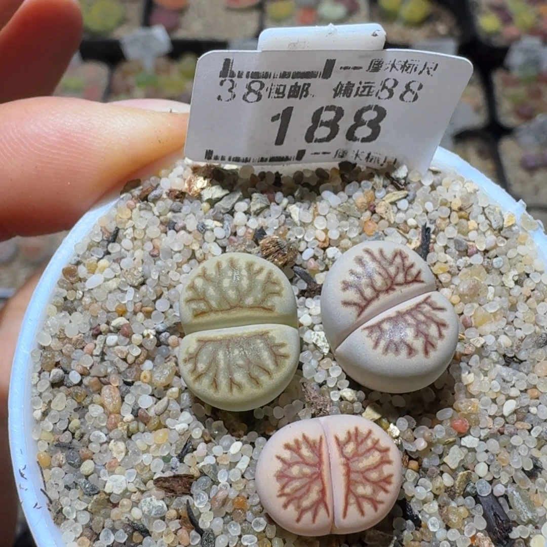 Sss精品生石花 188