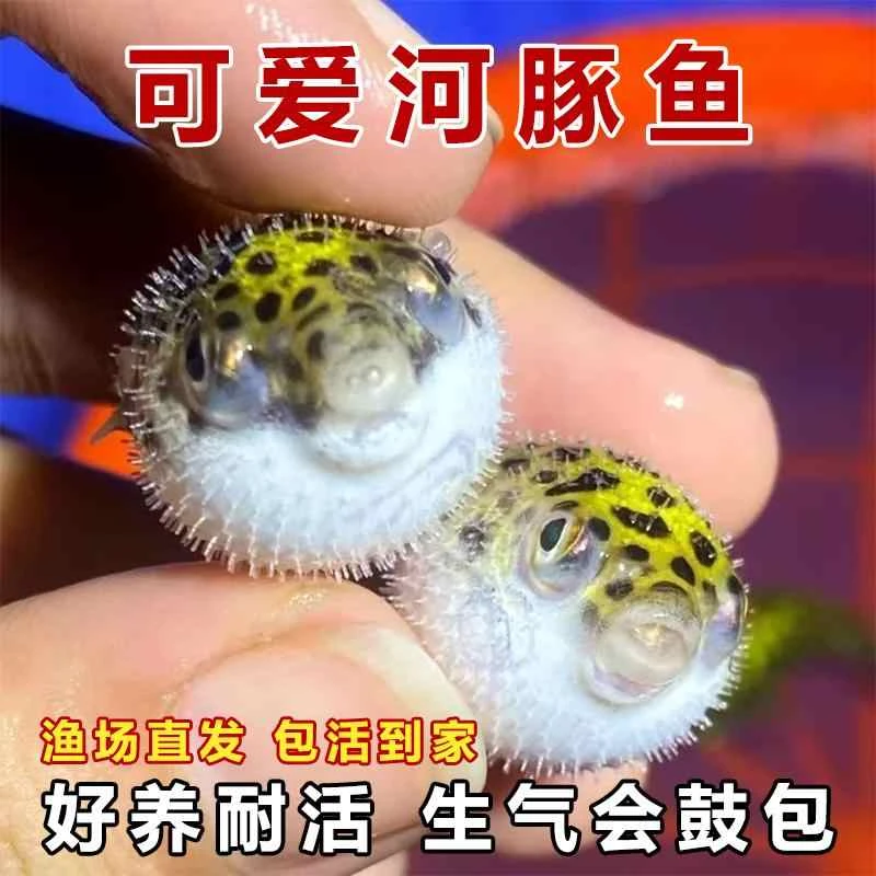 金娃娃淡水小河豚小型观赏鱼生气鼓肚子好养耐活巧克力娃娃