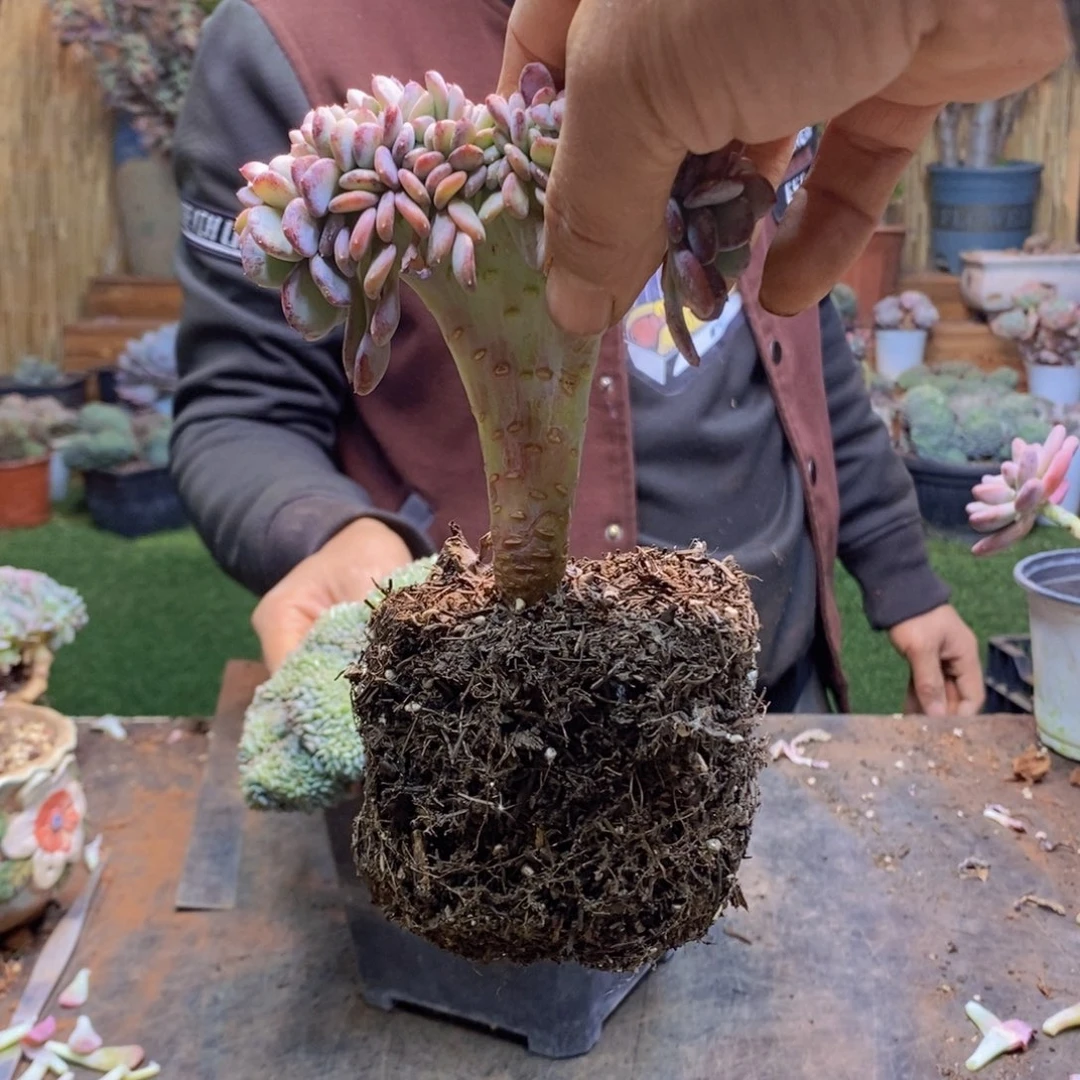 爱****?147号玛瑙缀多肉