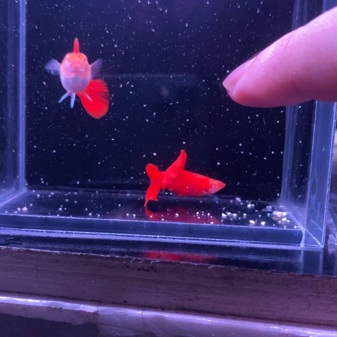 孔雀鱼极品血红一对