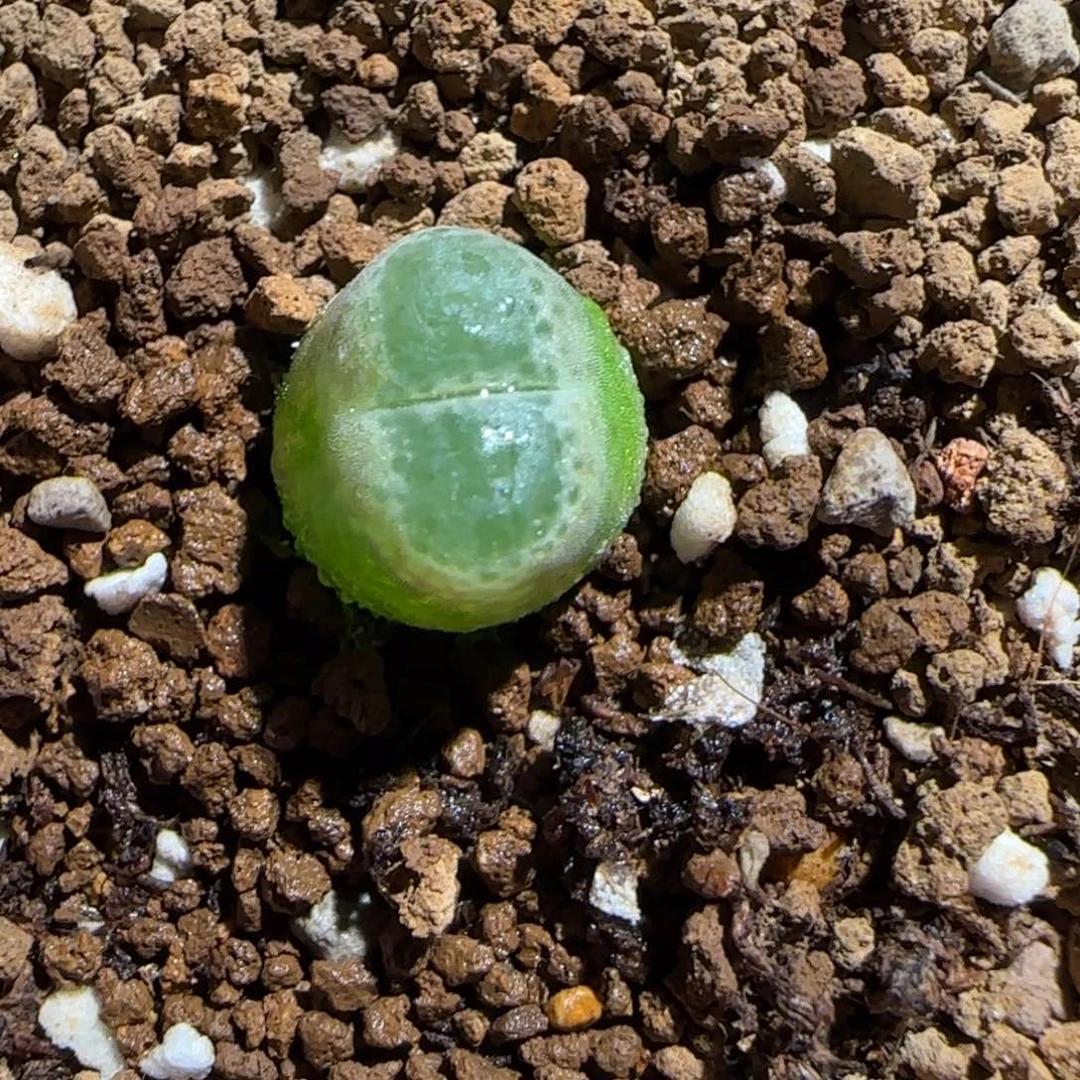 肉锥多肉植物组合-胖虎1350