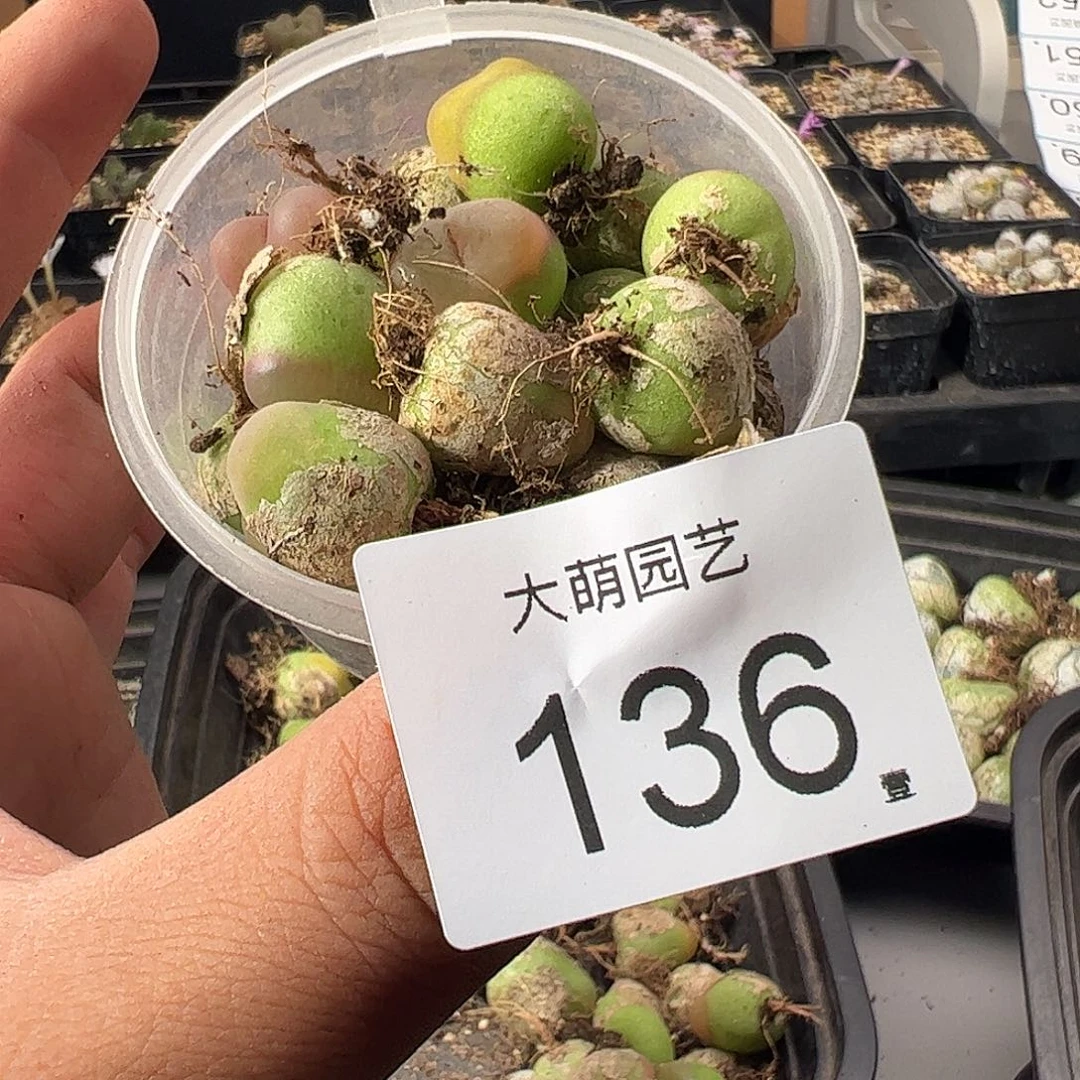 一物一拍默认无售后。   136