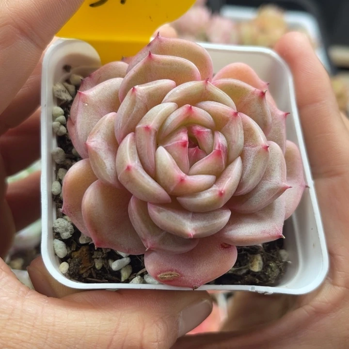 东云珍妮单头5951