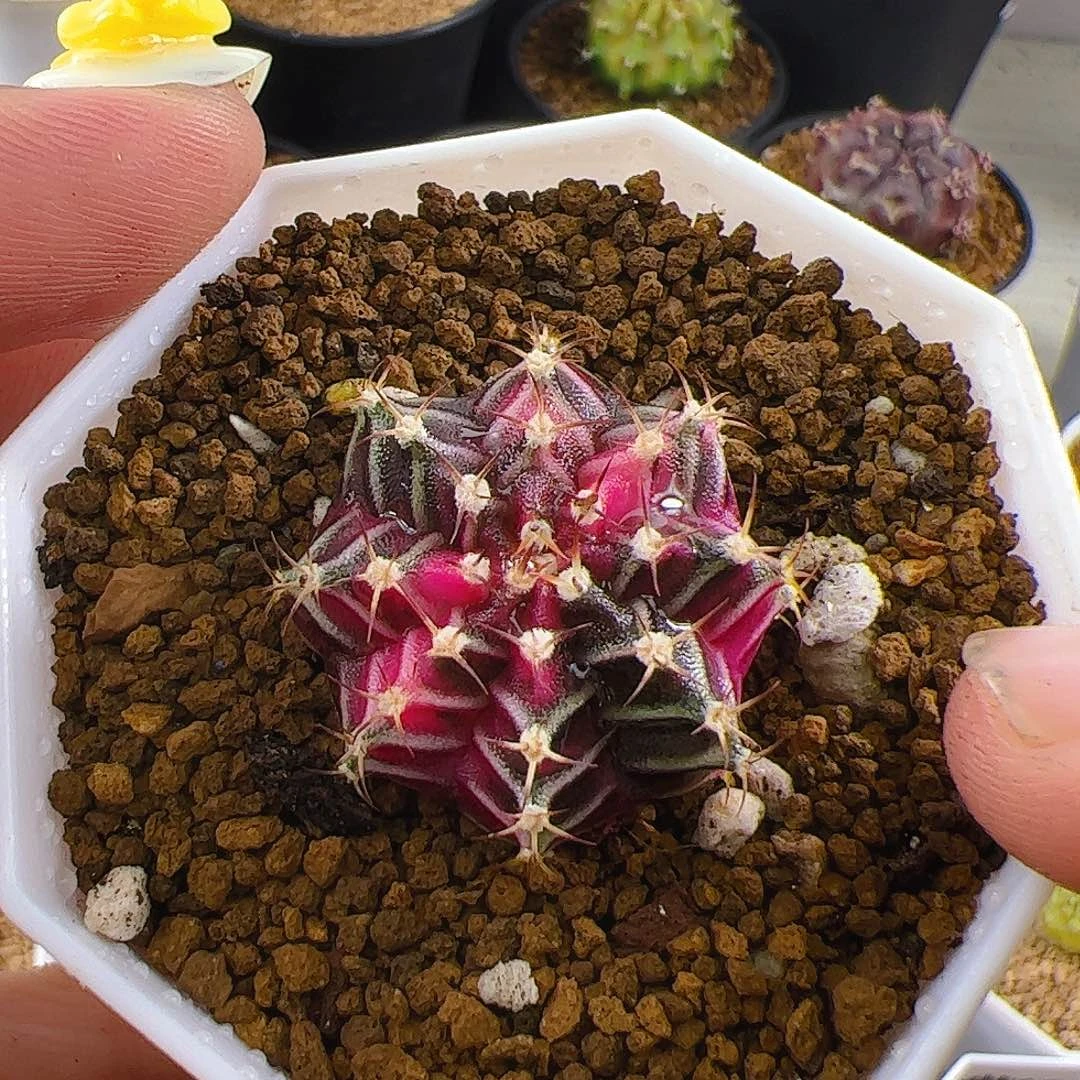 大部分开放少量花苞710