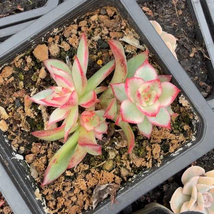 今***时吉赛尔锦意思是一刻的