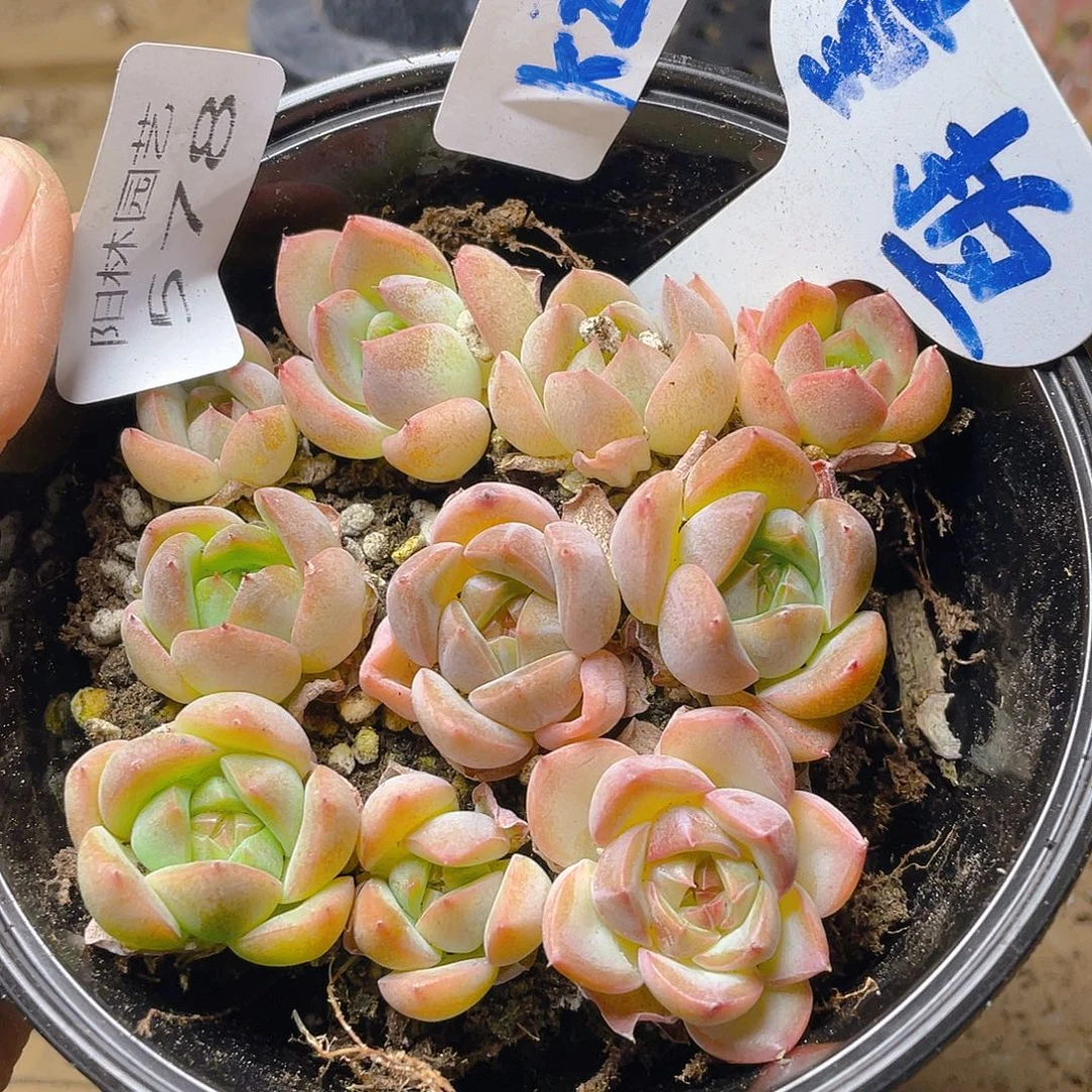 量拍多肉植物多肉植物578
