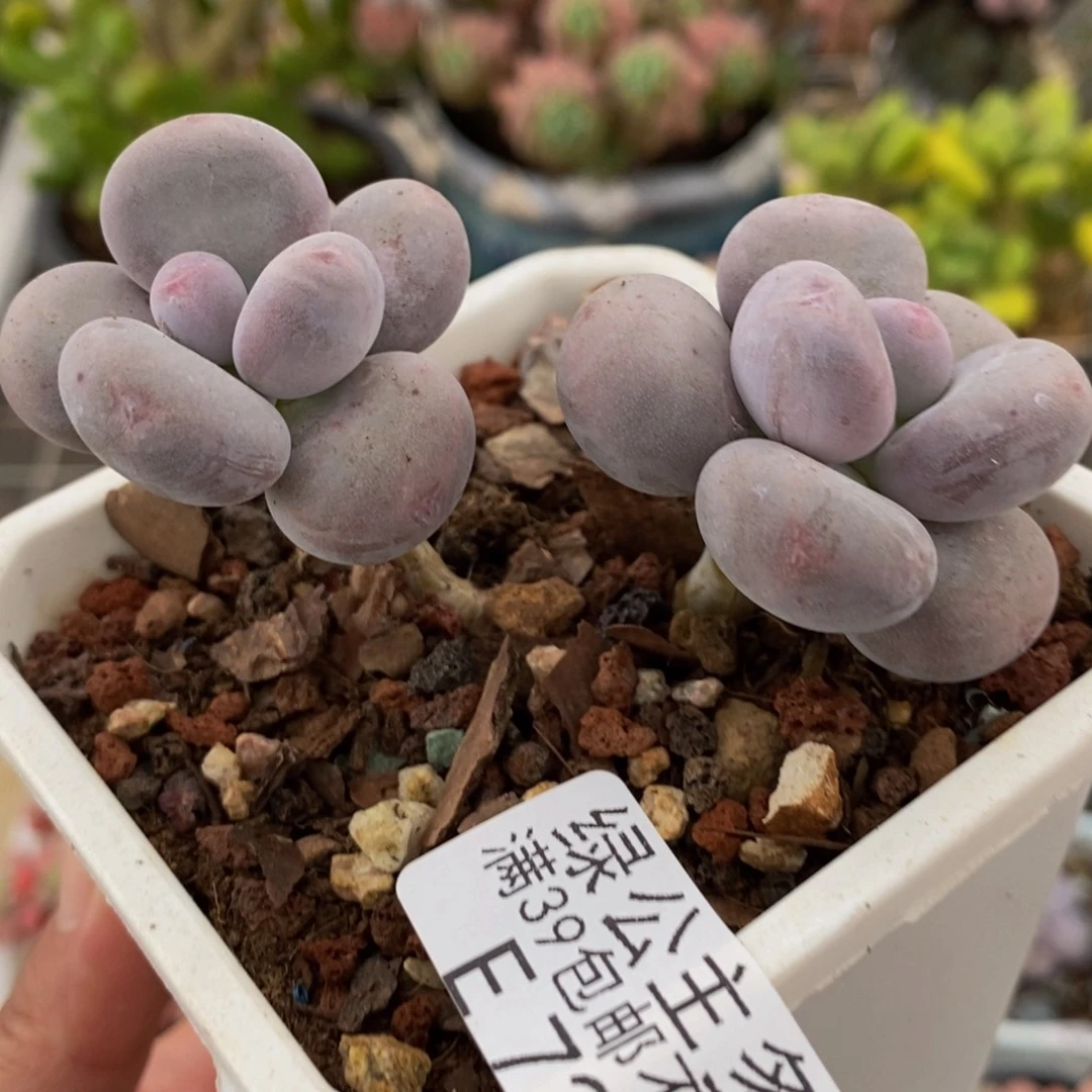 725蛋黄奶7cm多肉