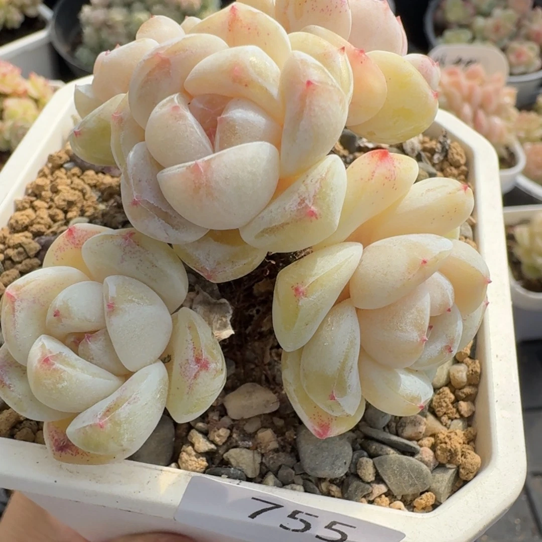 一物一拍一物一拍12-14-755