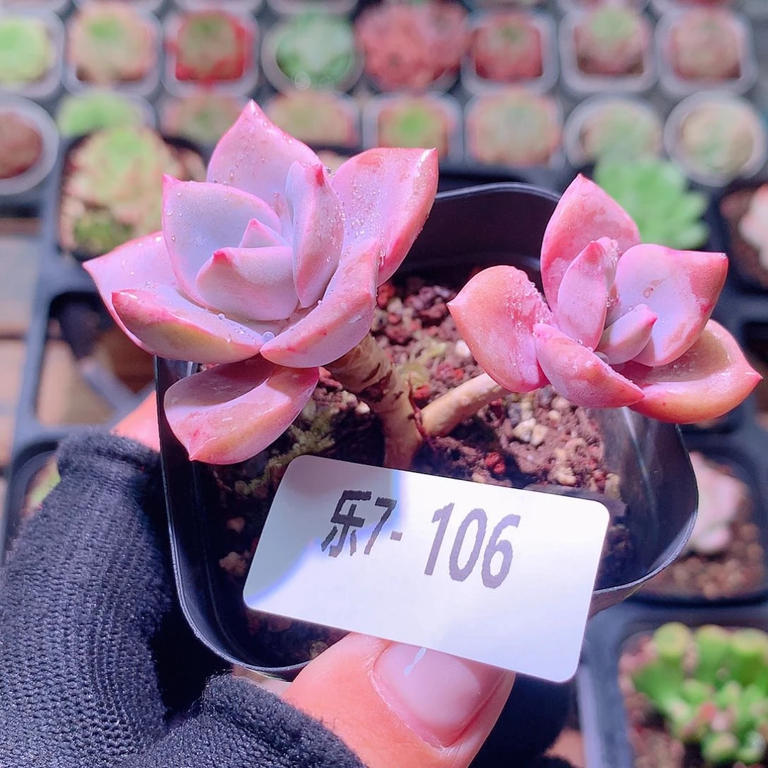 乐然7-106 彩虹糖