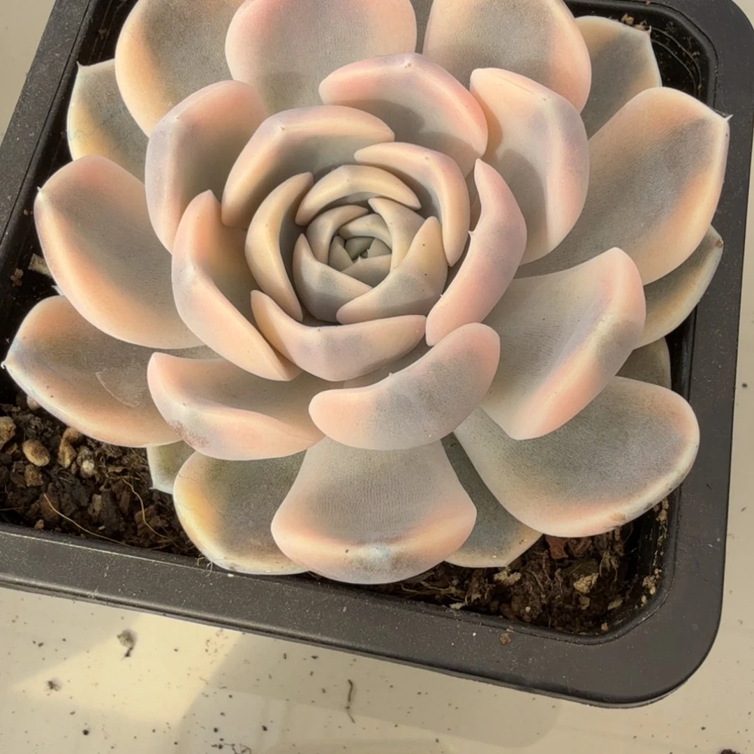 汉堡 安吉园艺锦锦