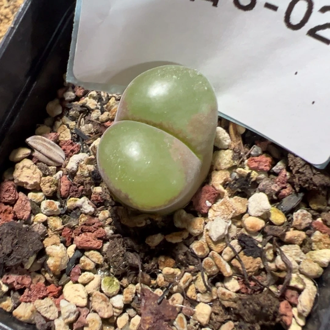 3-27紫焰风铃母本多肉植物