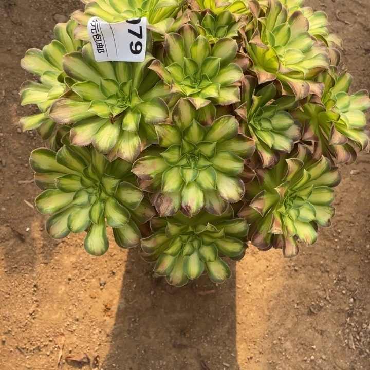 多肉植物韶华法师079