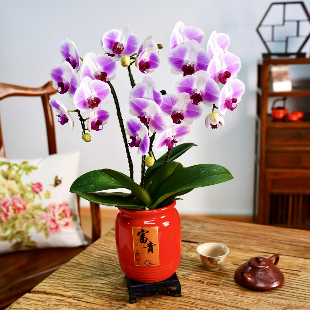 蝴蝶兰盆栽带花苞带4花剑精品室内客厅绿植年宵花卉茶桌摆件真花