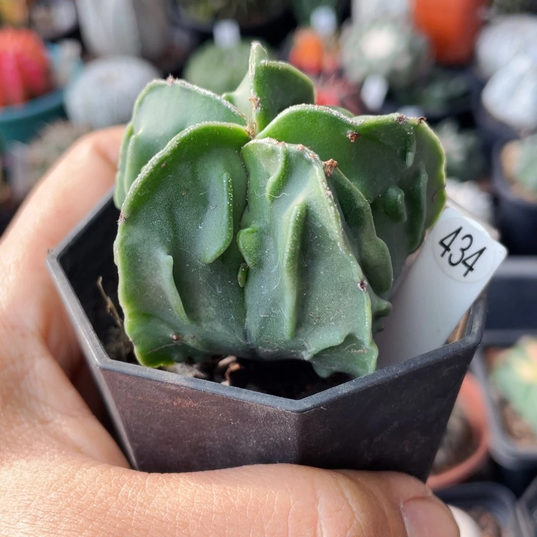 仙人球满28包邮盆口径5公分核桃实生