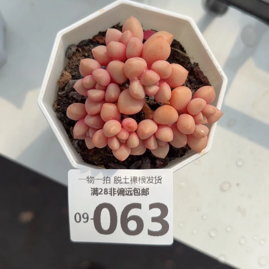 熊猫石多肉多肉多肉