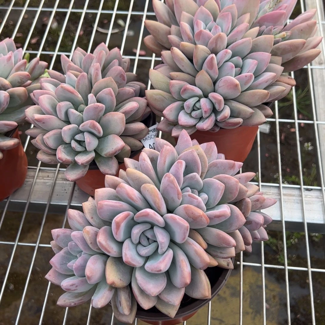 奥普琳娜多肉植物