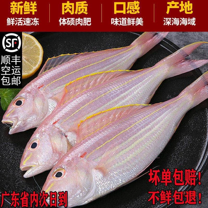 汕尾本港金线鱼中（野生海钓）