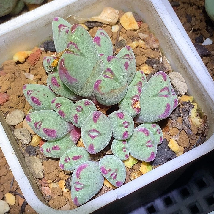 精品多肉植物精品多肉