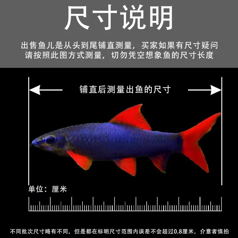 彩虹鲨清道夫清洁鱼缸工具淡水热带黑色清道夫鱼