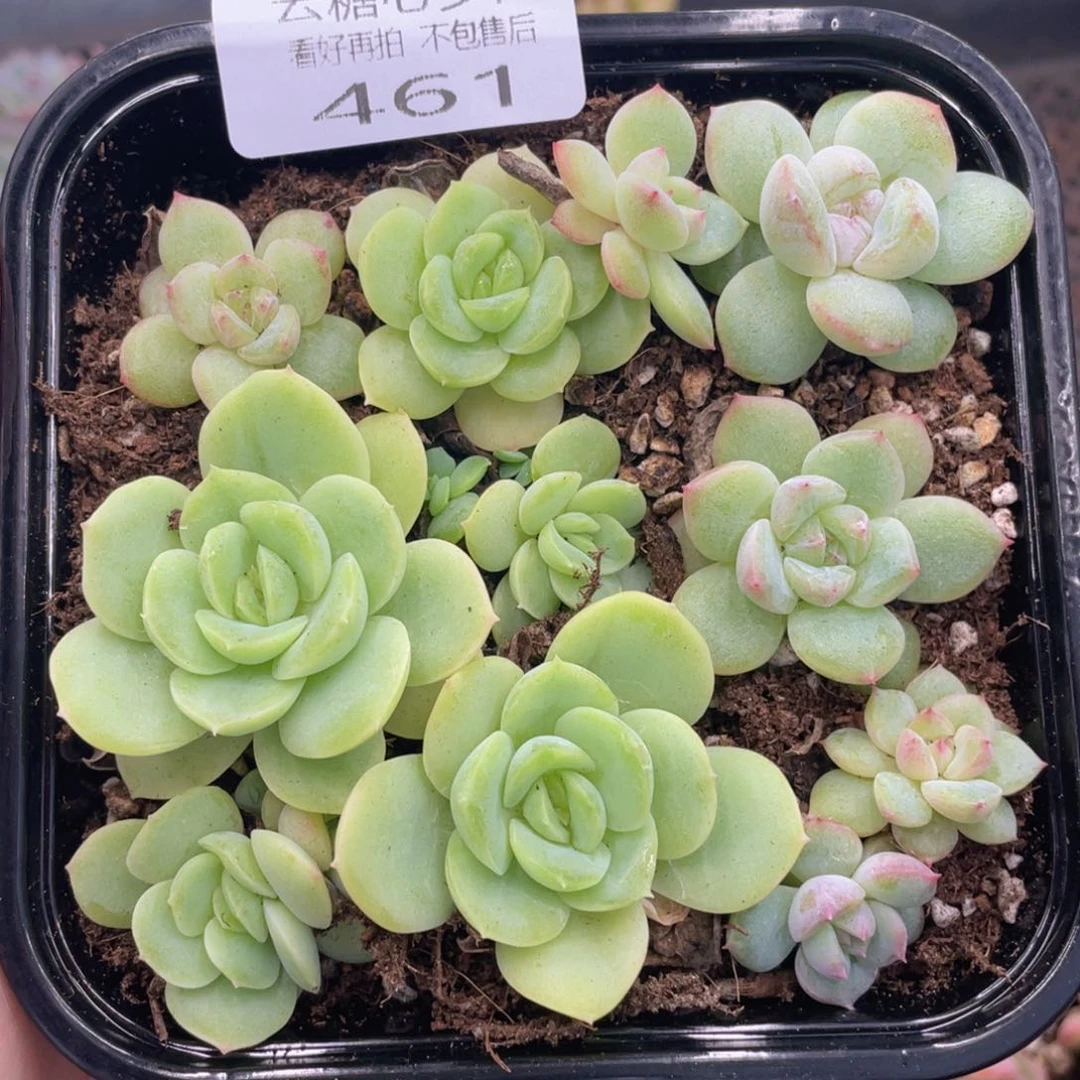 云糖心多肉植物461
