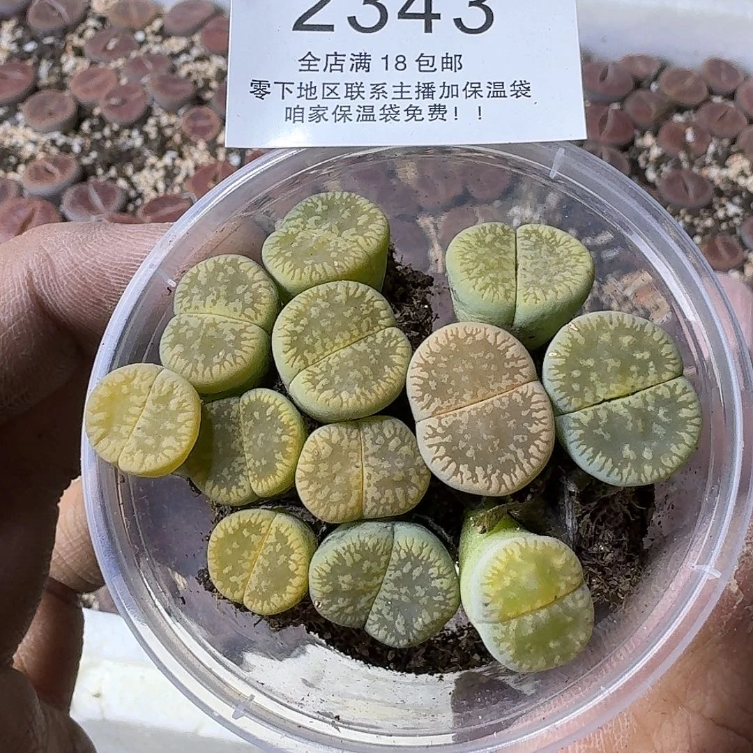 2343哈哈哈哈哈哈哈哈