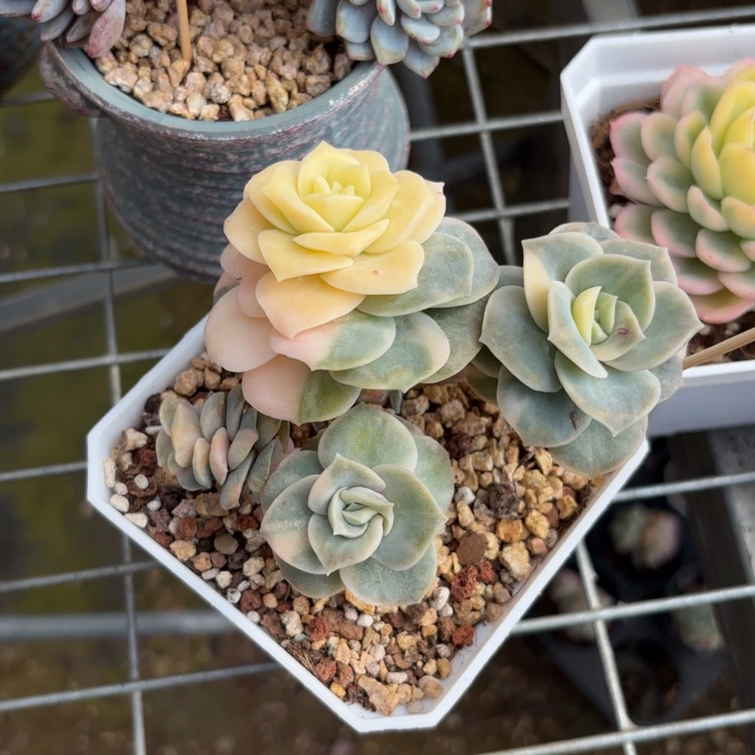 可爱玫瑰锦福利价