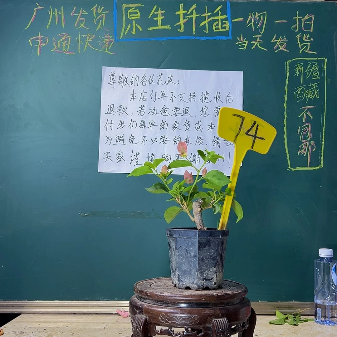 当前无花栽培后可以开花绿叶水晶 大宝74