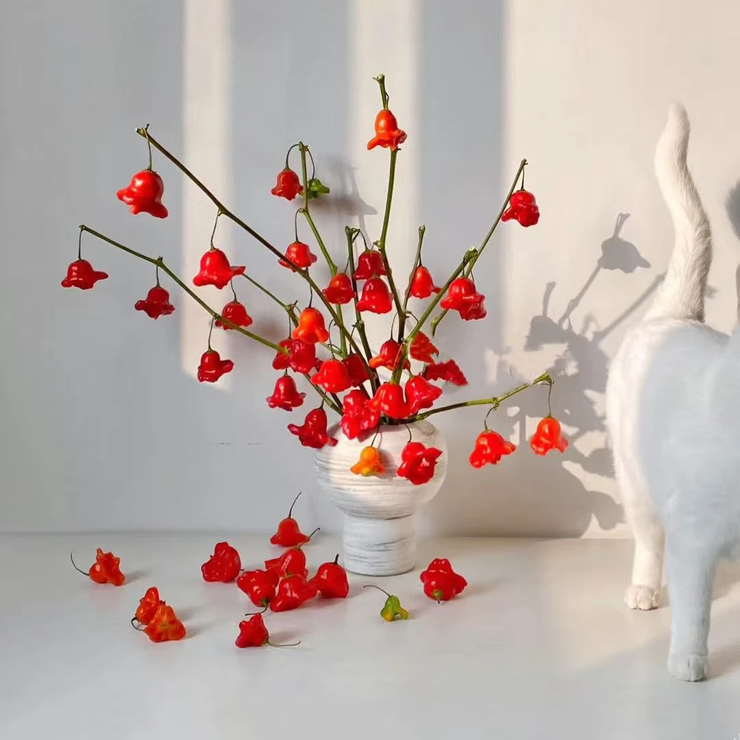 (云南鲜花）风铃小辣椒 鲜切花 可做干花好养护
