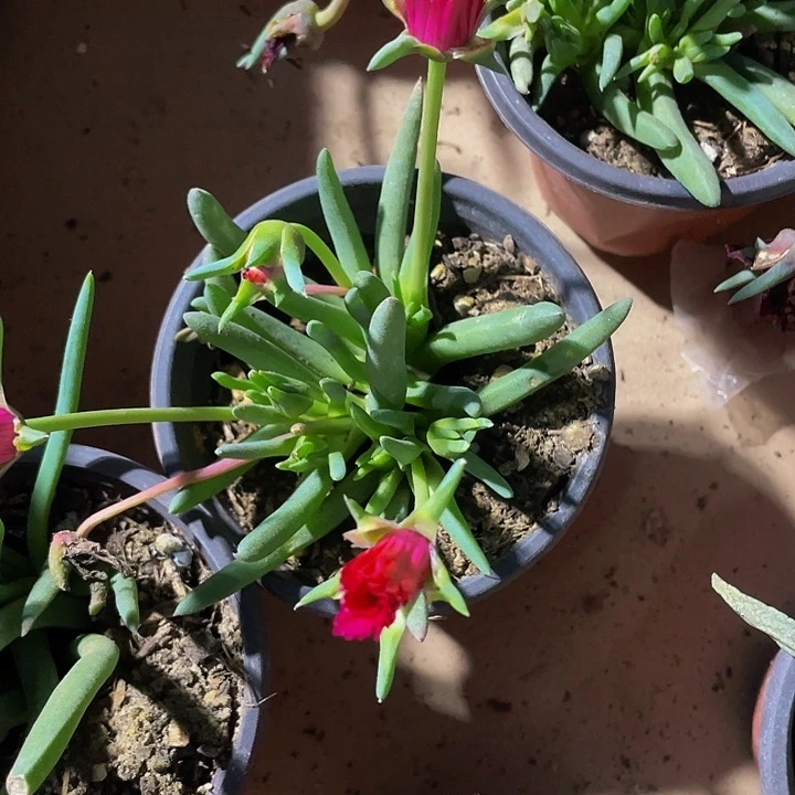 90盆大奔龙带盆土发