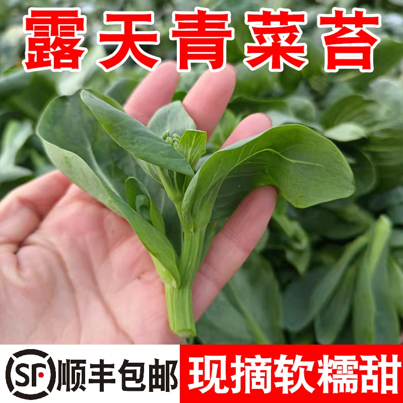 绿色蔬菜农家菜苔露天霜冻菜心苏州青青菜头嫩菜花新鲜白菜苔