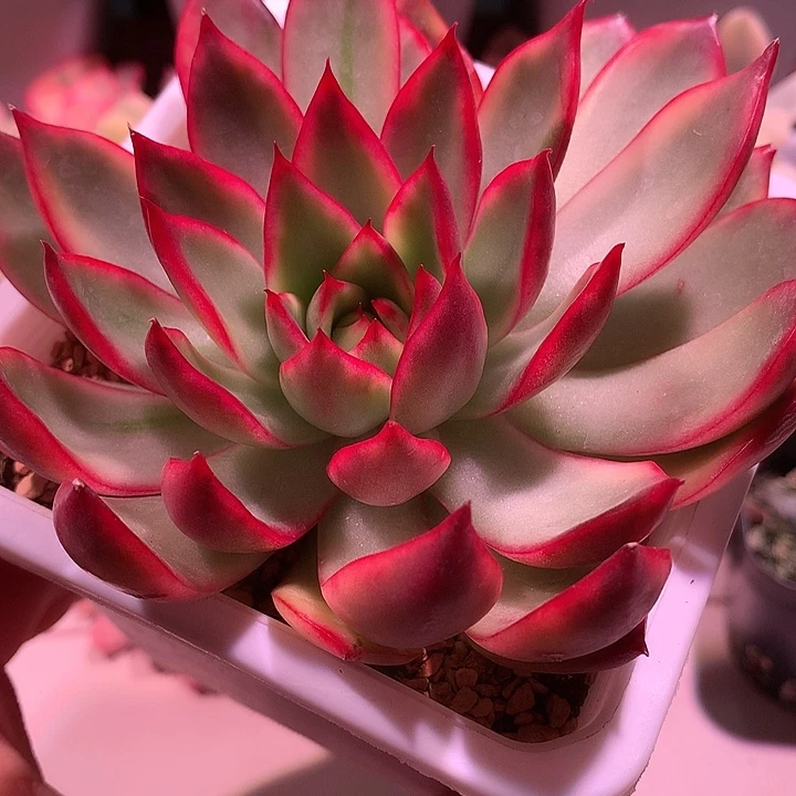 野马东云锦锦锦锦锦