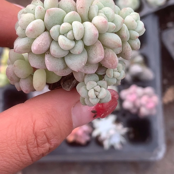 泡泡糖5颗 多送1颗是货损。