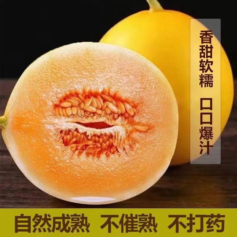甘肃民勤蜜瓜金红宝黄皮红超甜香瓜脆甜多汁甜瓜 邮政快递zrx-jw