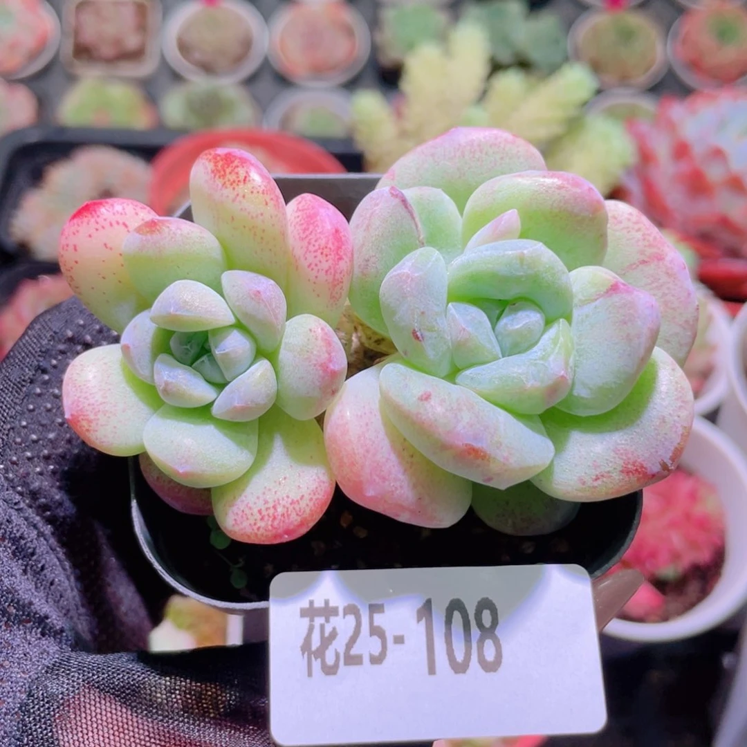 花利美25-108冰玉石化