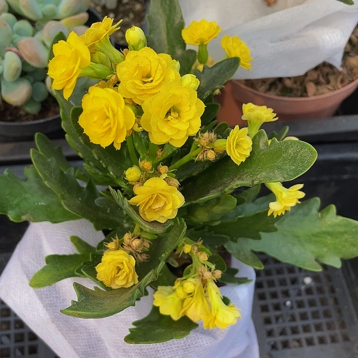 黄长寿花带盆土发