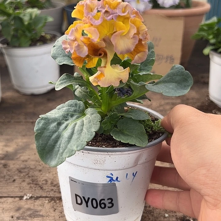 大部分花苞少量开放063号