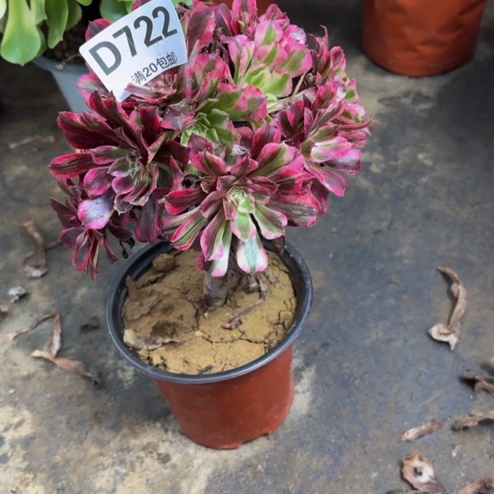 瑞妈多肉园艺722同花顺，