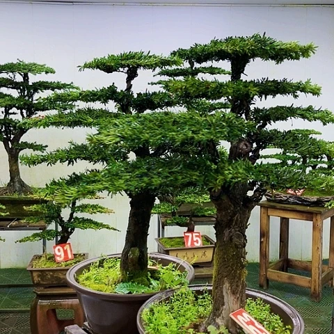 当前无花朵，栽培后可花朵