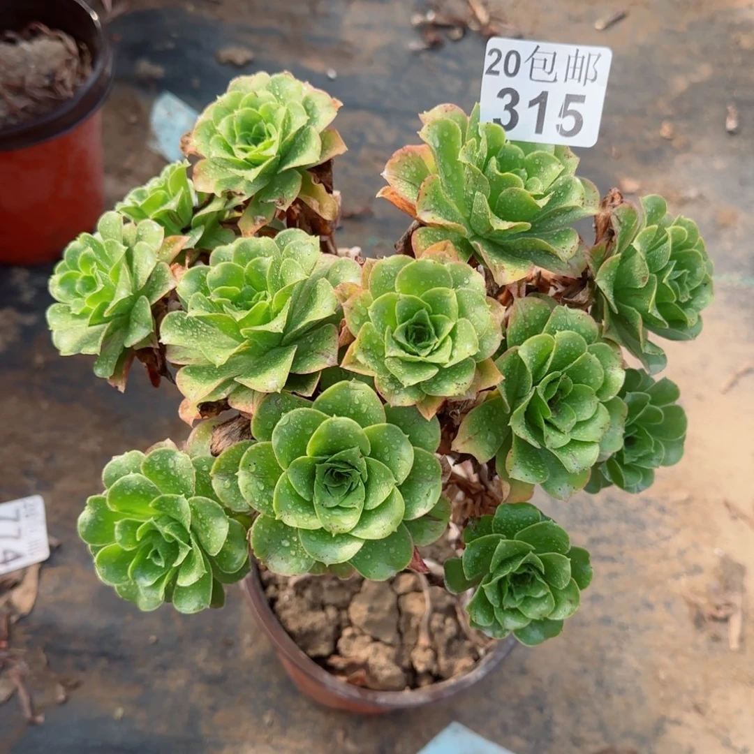 蓝色妖姬315满20包邮断枝不包