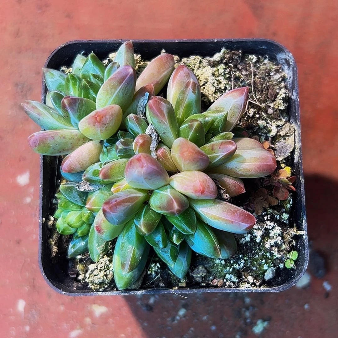 桔云多肉美人精品系列