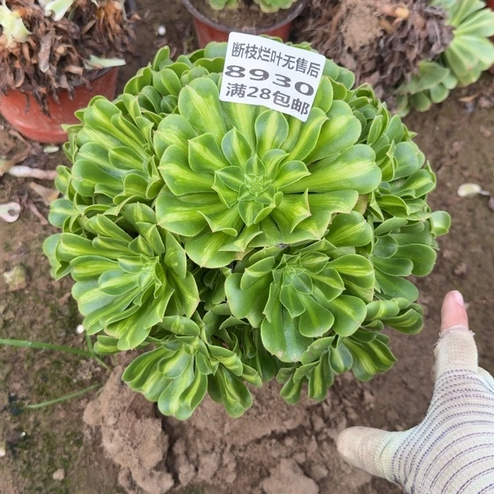 8930二号棚五彩琉璃F
