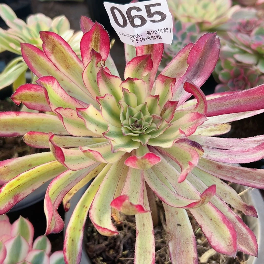 仙墨065多肉植物多肉植物