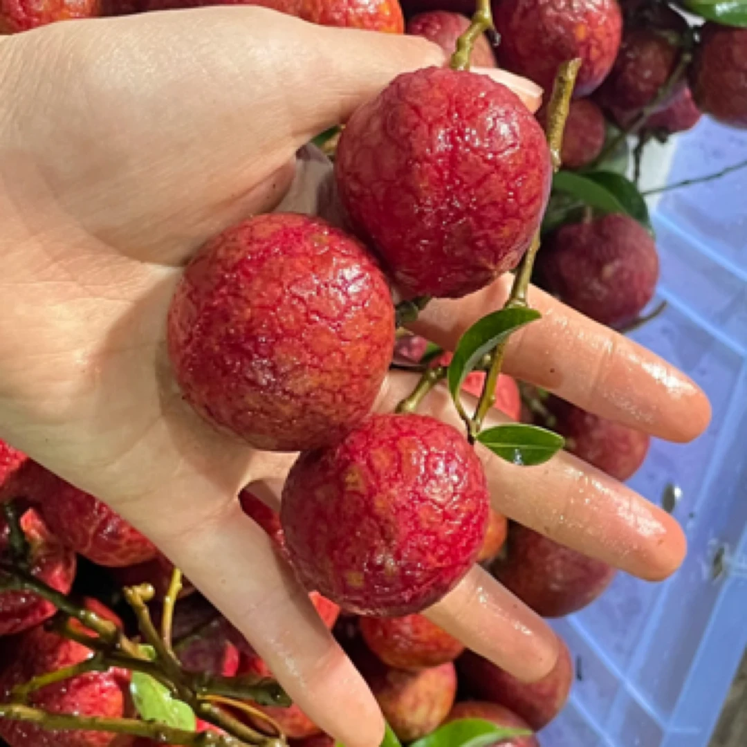 巨甜巨甜荔枝一盒云南省