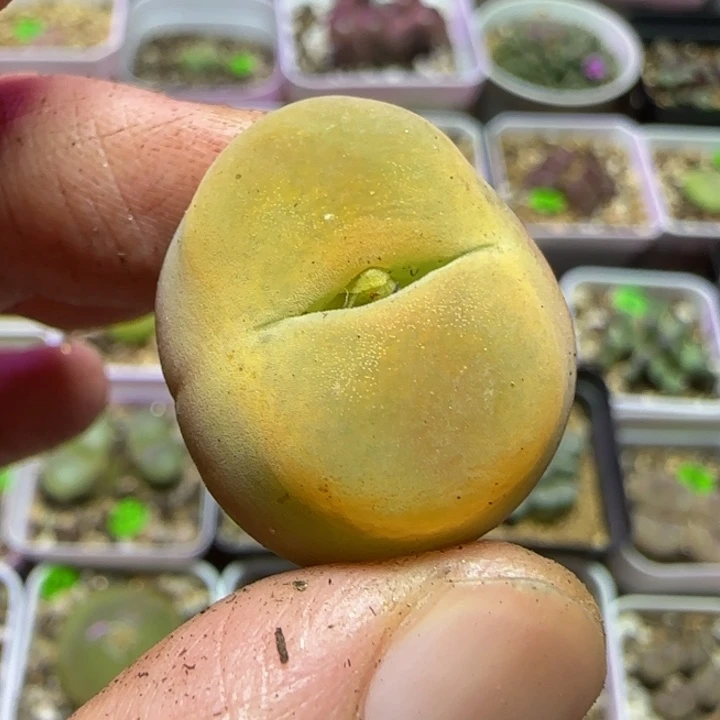 2.4漂亮多肉植物52