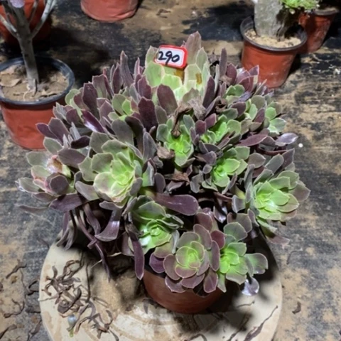 沉**语赤霞飞捧花一物一拍