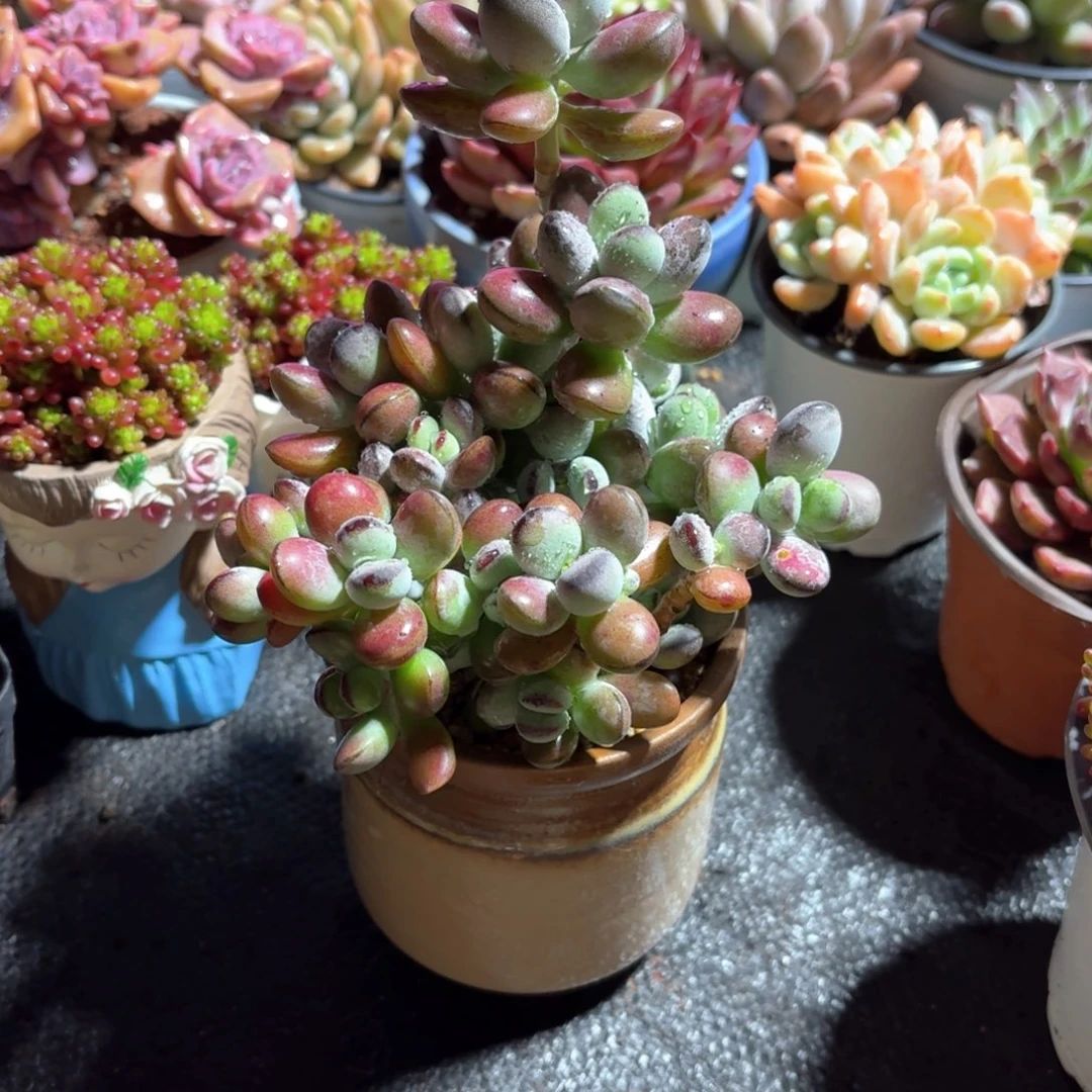 ¶乒乓福娘多肉咖色圆盆