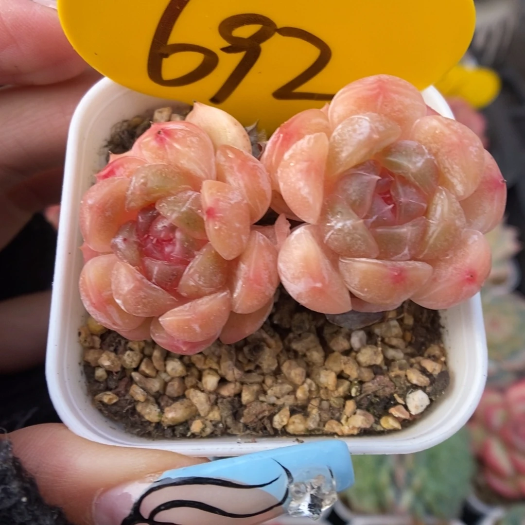 白色恋人可拍692号