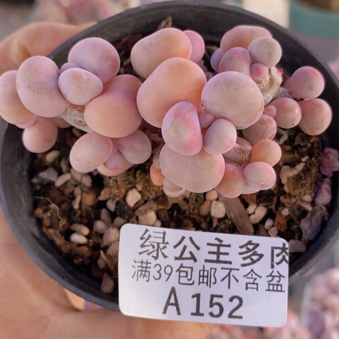 腰子桃蛋老桩6cm152多肉植物